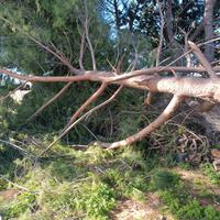 abbattimento alberi
