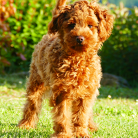 Barboncino nano Red in attesa di fidanzata