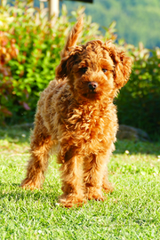 Barboncino nano Red in attesa di fidanzata