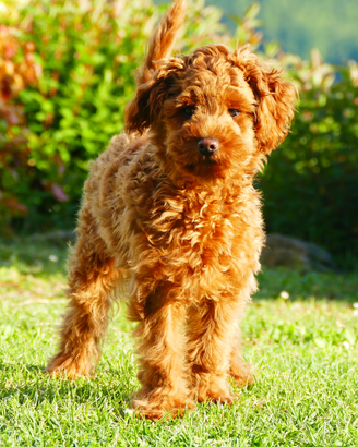 Barboncino nano Red in attesa di fidanzata