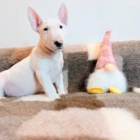 Bull terrier miniature