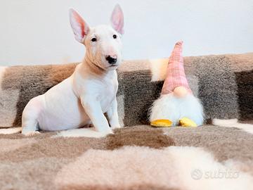 Bull terrier miniature