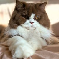 British longhair monta esterna