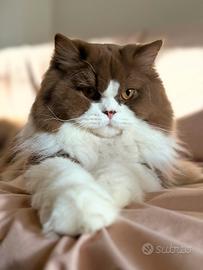 British longhair monta esterna