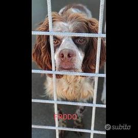 FRODO dolcissimo cagnolino in adozione