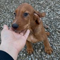 Cuccioli di segugio italiano