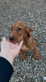 Cuccioli di segugio italiano