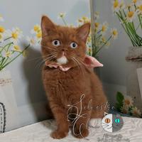 British Shorthair con occhi Azzurri