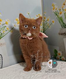 British Shorthair con occhi Azzurri