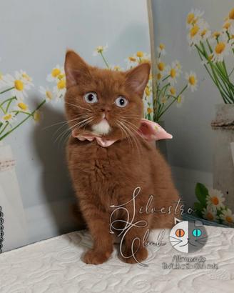 British Shorthair con occhi Azzurri