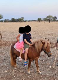 Pony gravida con puledrina