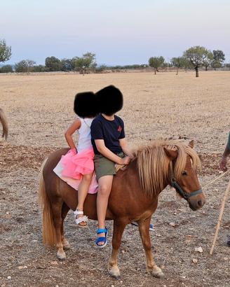 Pony gravida con puledrina