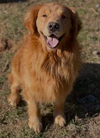 Cucciolata Golden retriever americano