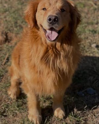 Cucciolata Golden retriever americano