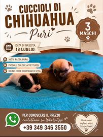 Cuccioli di chihuahua