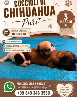 Cuccioli di chihuahua