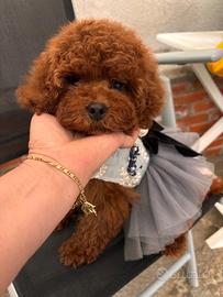 Barboncina tra toy o nana red brown