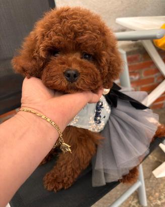 Barboncina tra toy o nana red brown