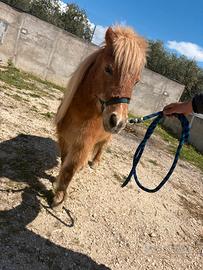 Pony femmina