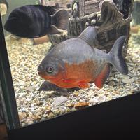 Colossoma Brachipomo