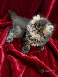 Cuccioli di persiano