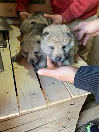 Cuccioli cane lupo cecoslovacco