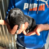 Cuccioli Labrador originali