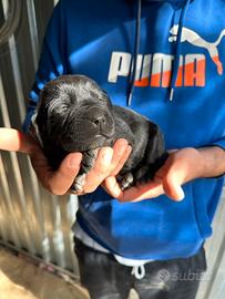 Cuccioli Labrador originali