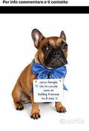 Bull dog