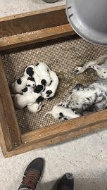 Cuccioli di setter inglese