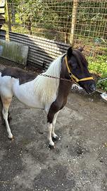 Pony femmina