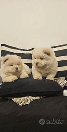 Cucciolata di chow chow M e F Crema