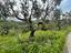 Immagine 14