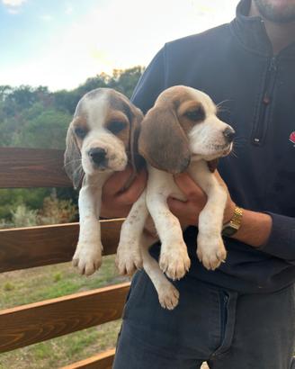 Cuccioli di Beagle