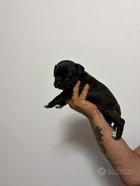 Staffordshire bull terrier