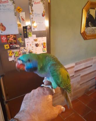 Parrocchetto derbiana