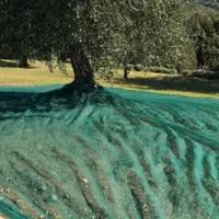 reti per la raccolta delle olive