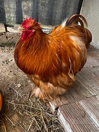Gallo cocincina nana