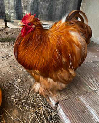 Gallo cocincina nana