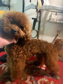 Barboncino nano piccolo red brown