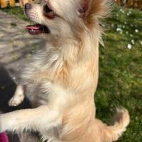Cuccioli di chihuahua