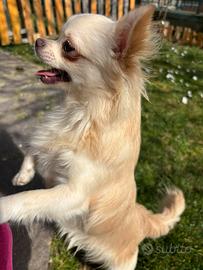 Cuccioli di chihuahua