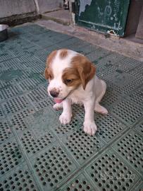Cani breton bianco e arancio