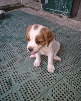 Cani breton bianco e arancio