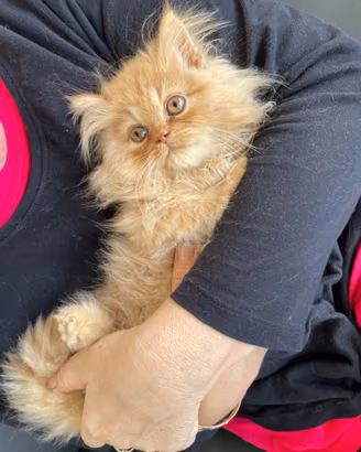 Gattino Persiano