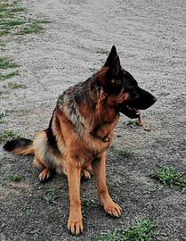 Cuccioli di pastore tedesco