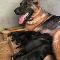 Cuccioli di pastore tedesco