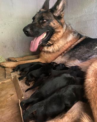 Cuccioli di pastore tedesco