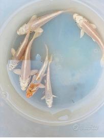 Carpe koi 5-15 cm
