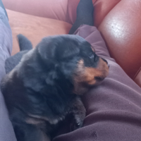Rottweiler